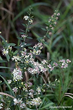 Calico aster